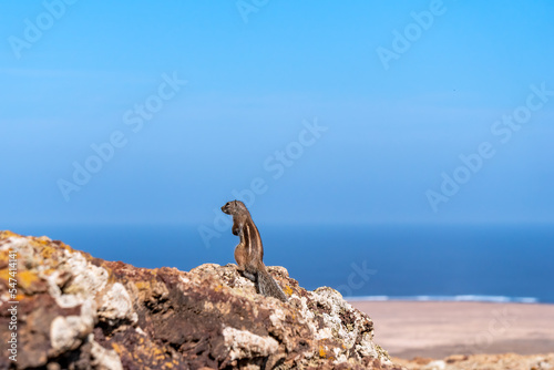 Squirrel standing on a volcanic crater © Xiahou