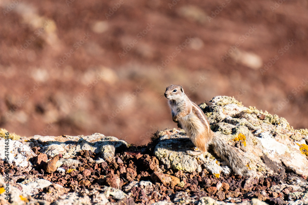 Squirrel standing on a volcanic crater Squirrel standing on a volcanic crater