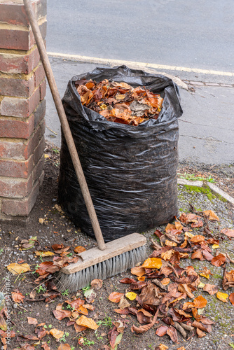 Fallen autumn leaves from a beech tree are swept with a garden brush and bagged in a black sack for composting. Copy space.