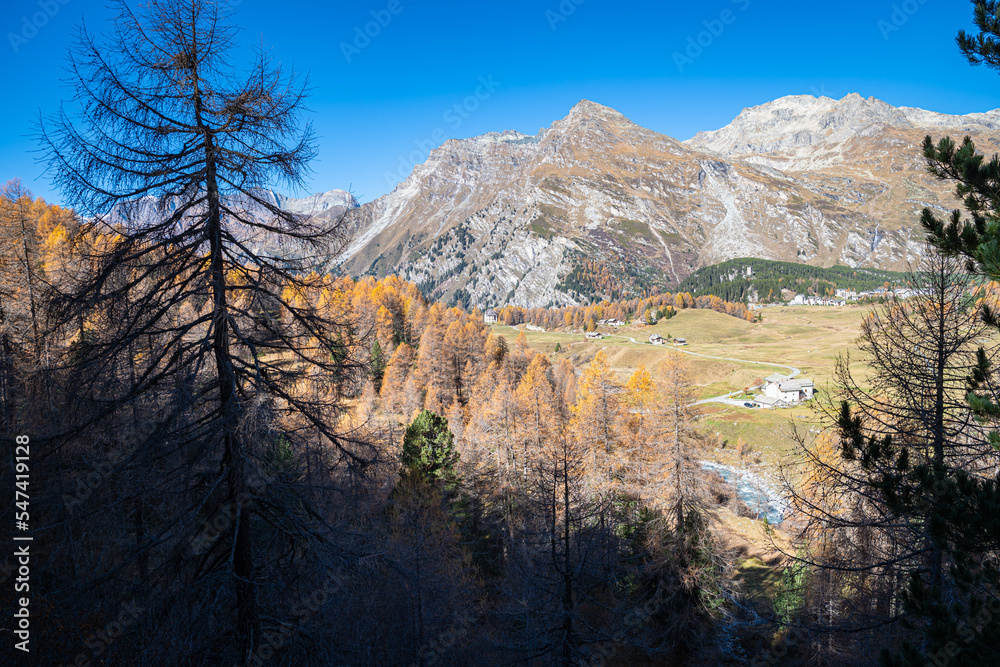 Mountain view near Maloja Pass, Switzerland through a valley with Larix trees