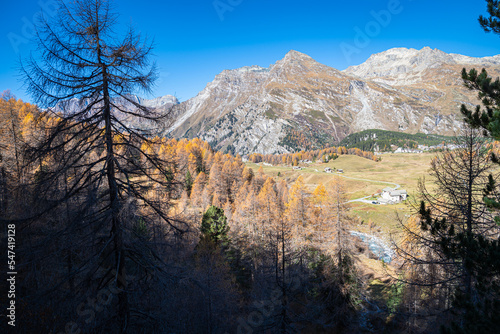 Obraz na płótnie Mountain view near Maloja Pass, Switzerland through a valley with Larix trees w salonie