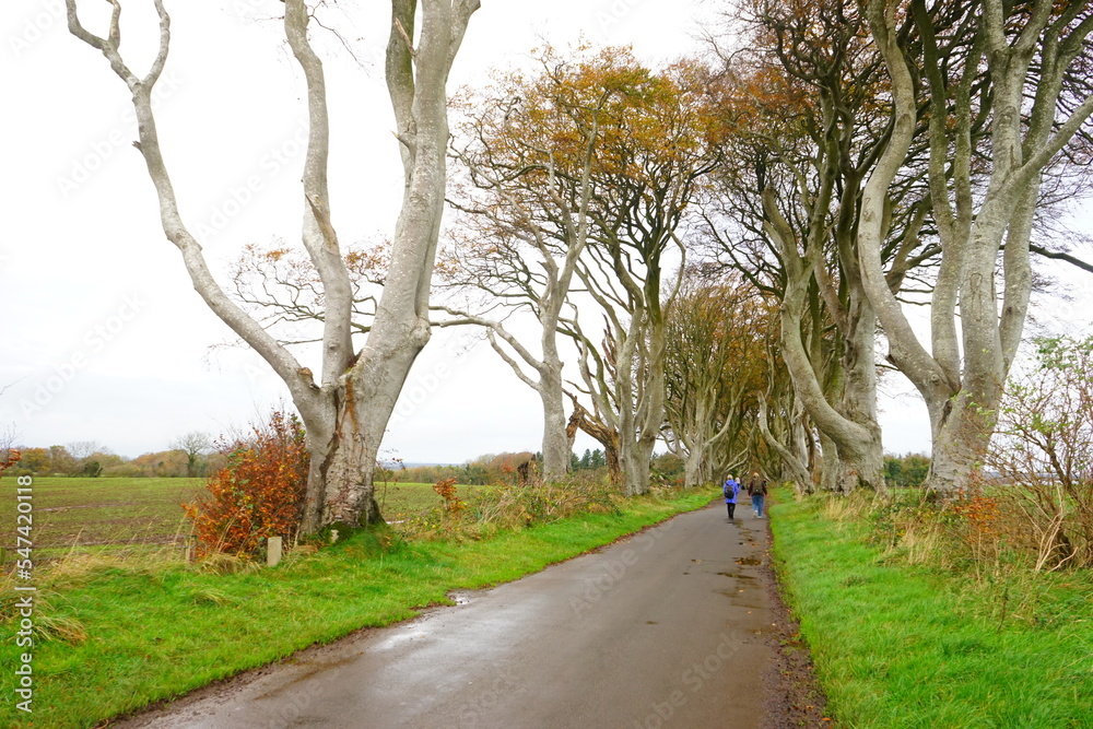 The Dark Hedges, Avenue of Beech Trees along Bregagh Road in County Antrim, Northern Ireland The Dark Hedges, Avenue of Beech Trees along Bregagh Road in County Antrim, Northern Ireland