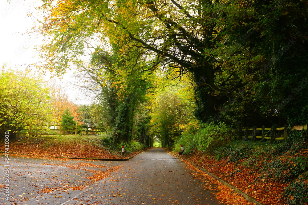 Fototapeta premium The Dark Hedges, Avenue of Beech Trees along Bregagh Road in County Antrim, Northern Ireland