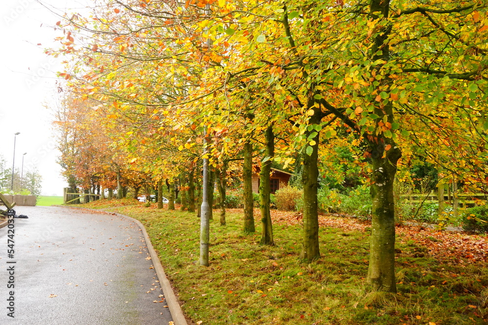 Fototapeta premium The Dark Hedges, Avenue of Beech Trees along Bregagh Road in County Antrim, Northern Ireland