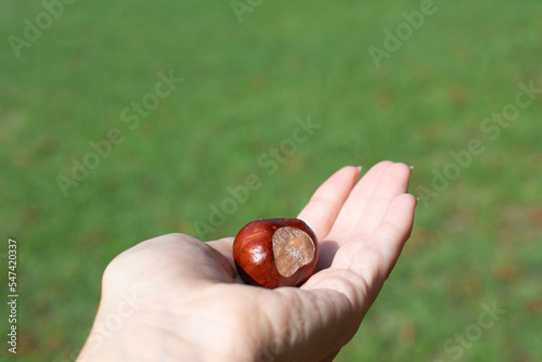 chestnut in hand