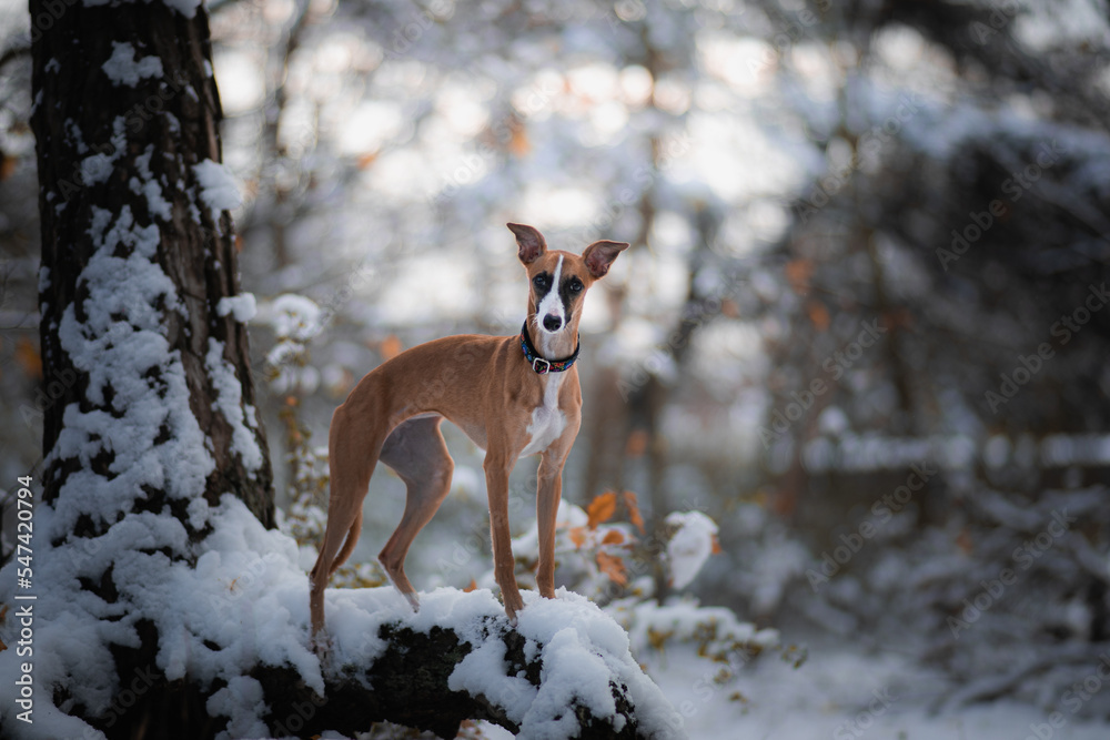 Brązowy whippet stoi na drzewie w śnieżny dzień