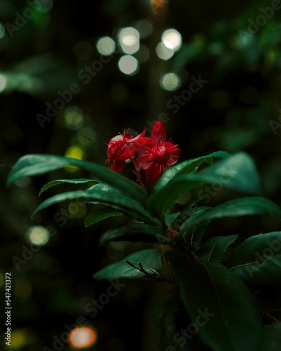 Vertical selective focus shot of red Ochna serrulata flowers with lush green leaves in the garden photo