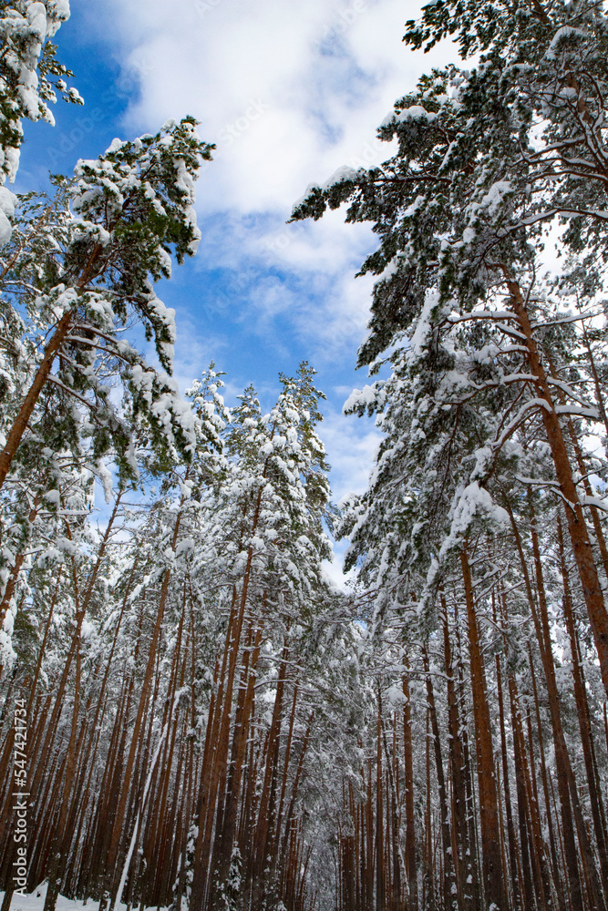 trees in winter trees in winter