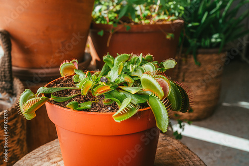 Dionée attrape-mouche en pot dans le salon d'une maison, plante carnivore photo