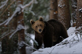 A big male of brown bear,ursus arctos, searching food in a mountain forest in the Carpathian mountains in a very beautiful winter day with beautiful snow.