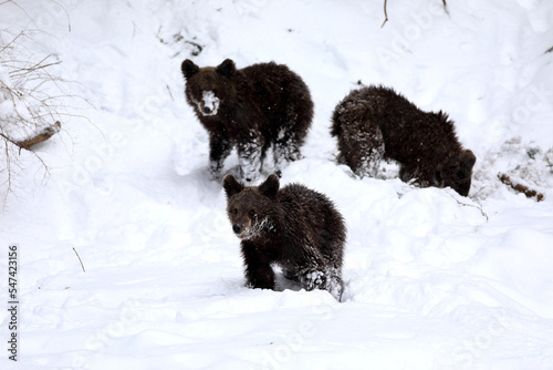 Three young bear cubs searching food in a meadow surrounded by forest in the Carpathian mountains in a very beautiful winter day with beautiful snow.