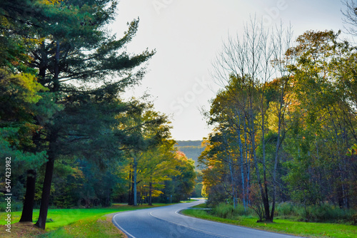 road in the autumn forest photo