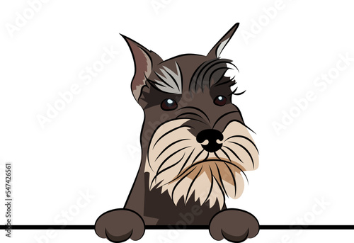 Funny Miniature Schnauzer dog with paws over a white wall, in a pocket vector illustration. Funny dog smiling. Cute dog head on a white background. Hand-drawn mascot. Smiling dog muzzle. BFF.