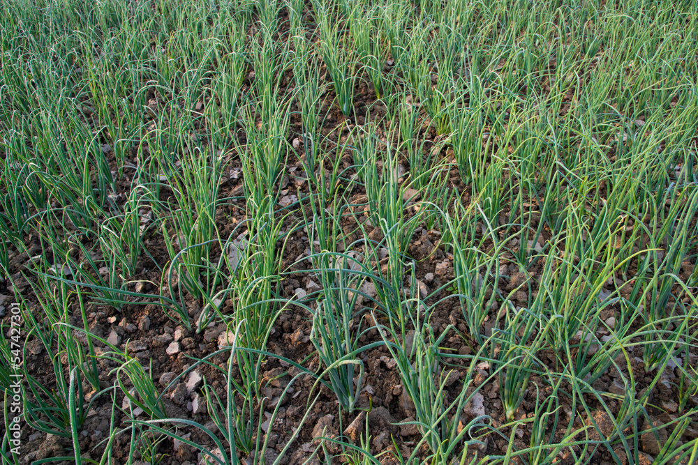 Obraz premium Green Onion plantation in the field of foggy winter morning view