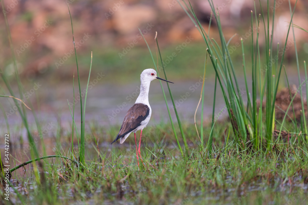 Fototapeta premium Black-winged stilt (himantopus himantopus) in wetland