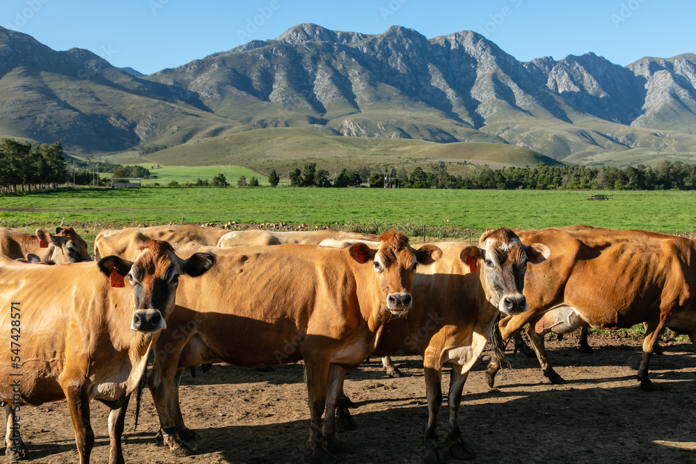 Three brown cows looking curiously at the camera with green pastures and mountains in the background