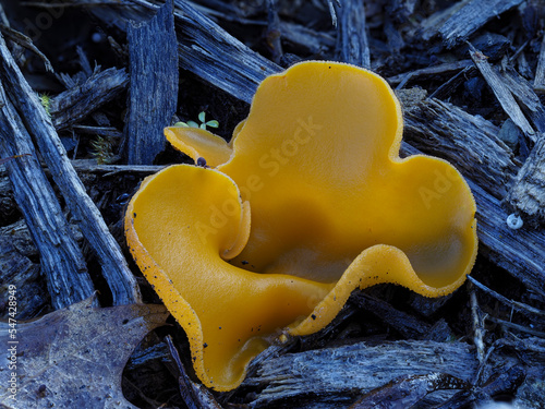 Gemeiner Orangebecherling oder Orangeroter Becherling (Aleuria aurantia) photo