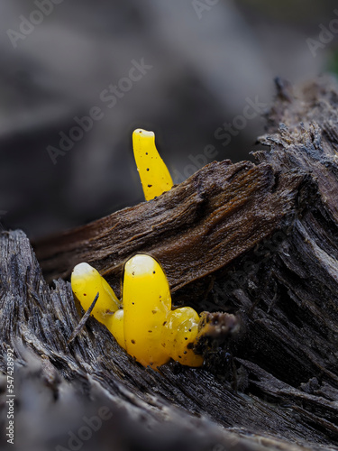 Wiesenkeule (Clavulinopsis) photo