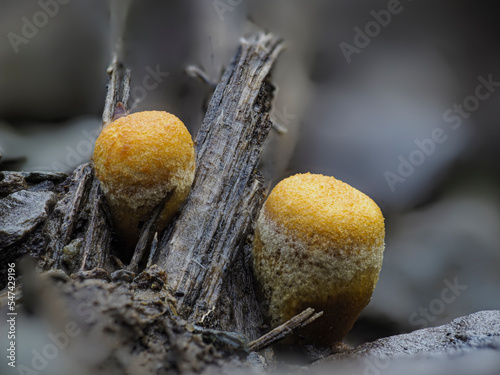 Brotkorbpilz, Gemeiner Tiegelteuerling, Vogelnestpilz (Crucibulum laeve) photo