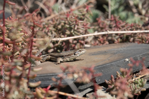 Mauereidechse (Podarcis muralis) photo