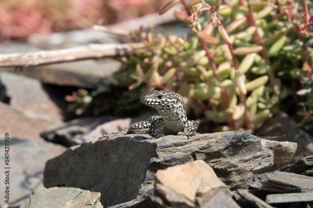 Mauereidechse (Podarcis muralis) Mauereidechse (Podarcis muralis)