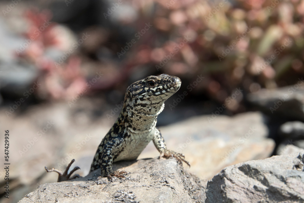 Obraz premium Mauereidechse (Podarcis muralis)