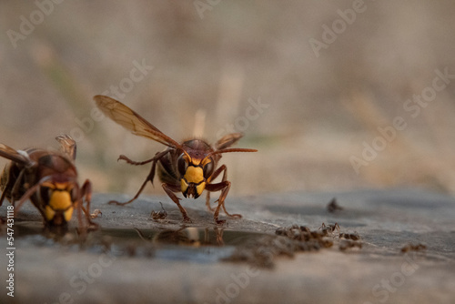 Hornisse (Vespa crabro) und Ameisen © Lothar Lenz