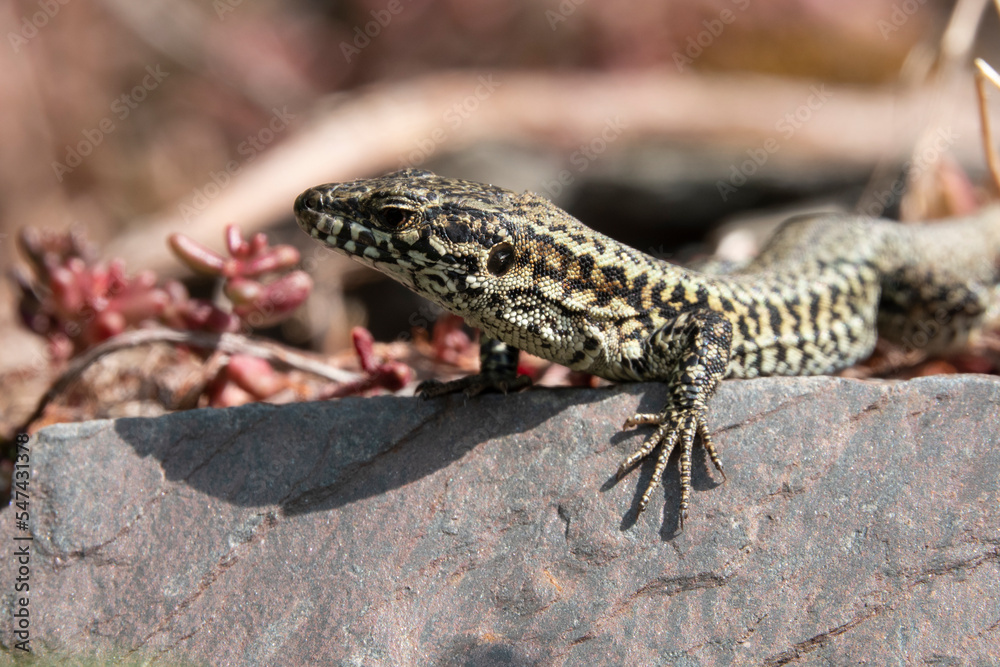 Mauereidechse (Podarcis muralis) Mauereidechse (Podarcis muralis)