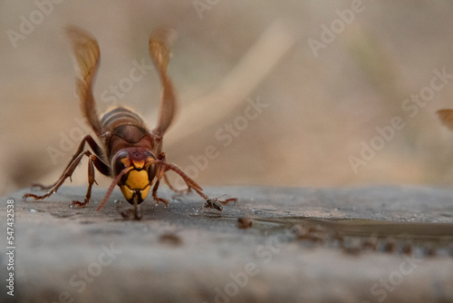 Hornisse (Vespa crabro) und Ameisen