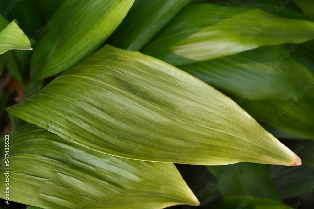 Obraz premium Cast-iron plant leaves