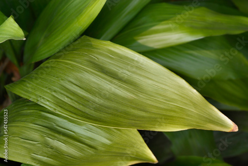 Cast-iron plant leaves