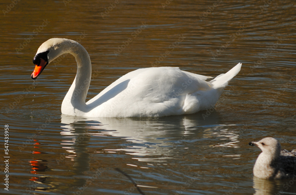 Fototapeta premium swan on the water