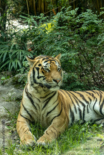 Fototapeta Naklejka Na Ścianę i Meble -  tigre siberiana