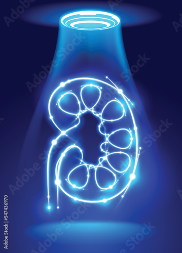 Fotografie Human kidney illustration made up of glowing white curves on a blue background with glowing dots representing medical technology