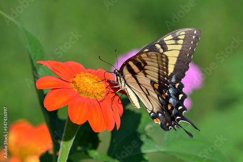 Papilio glaucus eastern tiger swallowtail butterfly photo