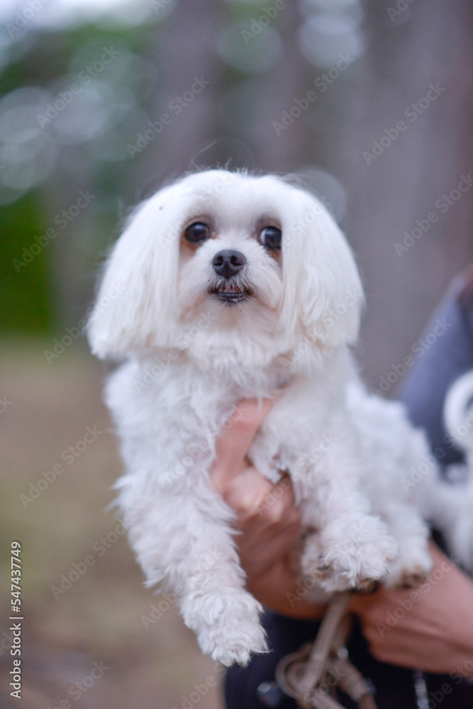 woman hands holding Maltese puppy - Maltese dog breed,mini or teacup maltese woman hands holding Maltese puppy - Maltese dog breed,mini or teacup maltese