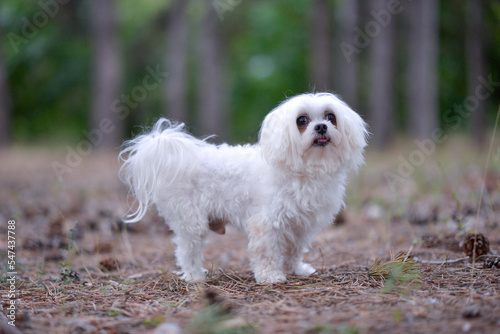 Maltese puppy - Maltese dog breed,mini or teacup maltese photo