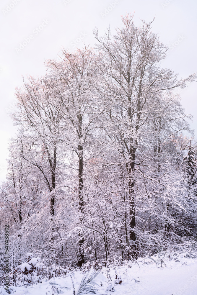 Snow-covered trees in the Taunus forest near Bad Schwalbach/Germany Snow-covered trees in the Taunus forest near Bad Schwalbach/Germany