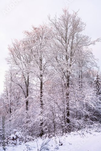 Snow-covered trees in the Taunus forest near Bad Schwalbach Germany