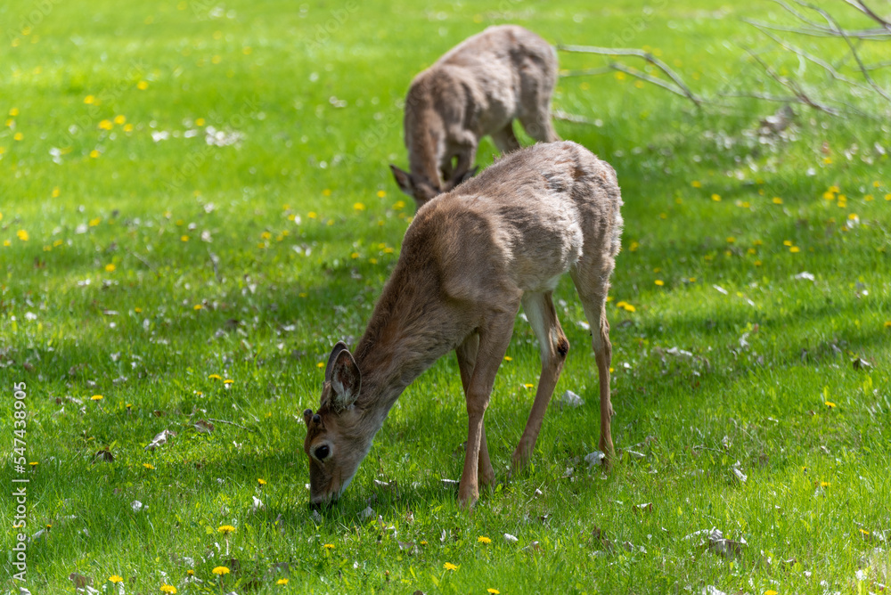 Fototapeta premium Urban Deer Feeding On New Grass In Spring