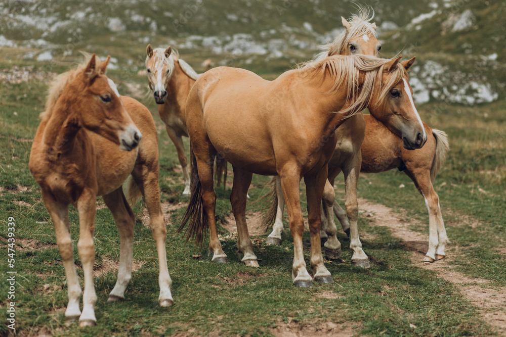 Wild horses in Dolomites Alps, Italy Wild horses in Dolomites Alps, Italy