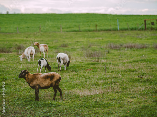 Fototapeta Naklejka Na Ścianę i Meble -  Eine kleine Herde Schafe grast auf der Weide