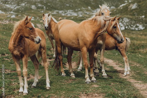 Wild horses in Dolomites Alps, Italy