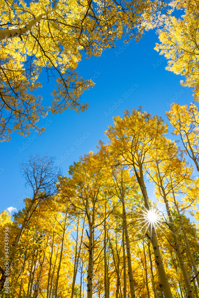 Fototapeta premium Autumn Sun Star 