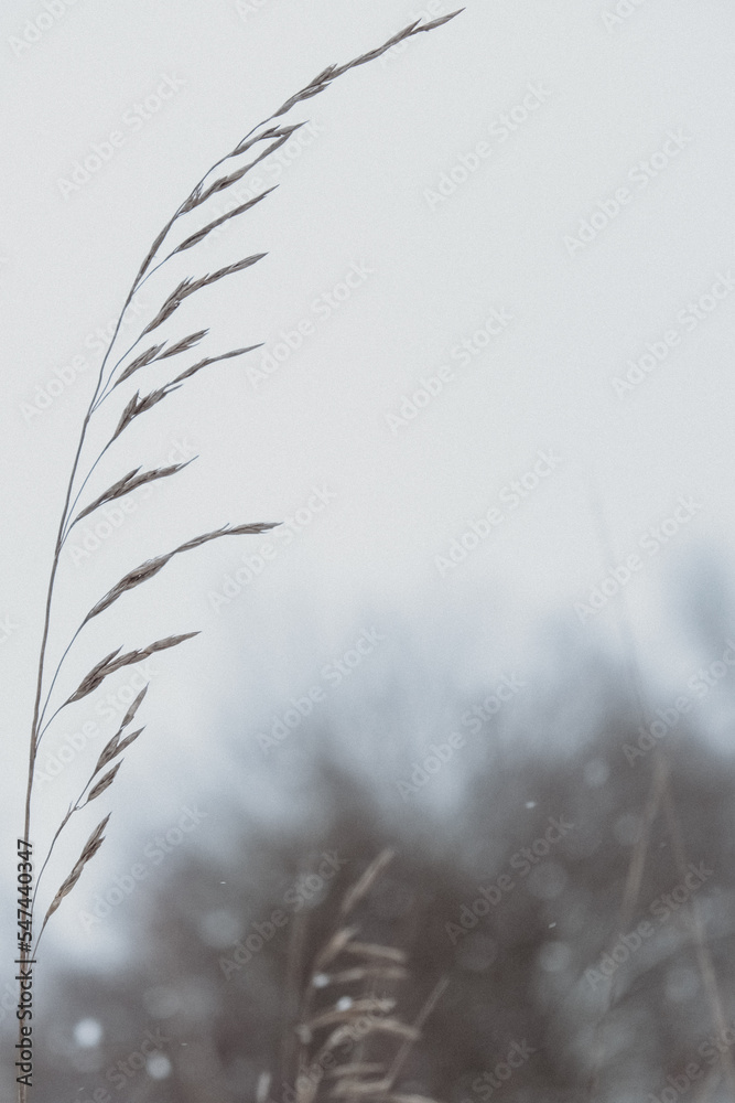 Fototapeta premium grass in the snow