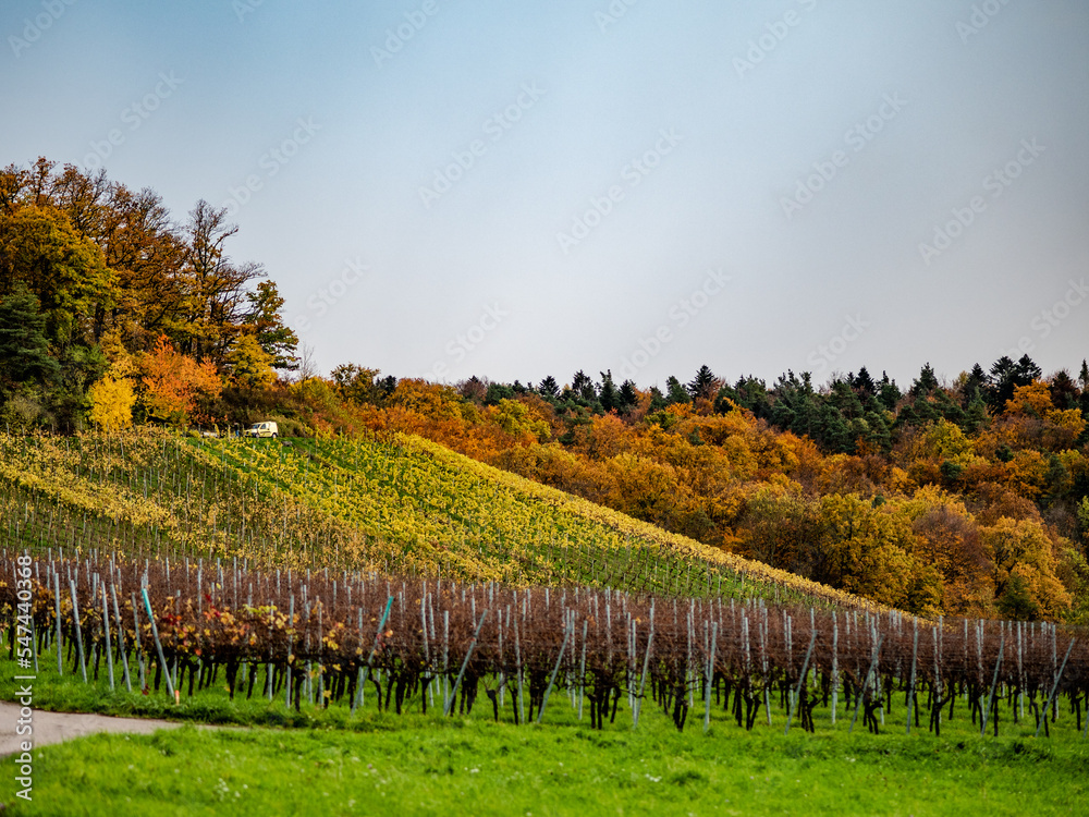 Naklejka premium Weinberge im Herbst