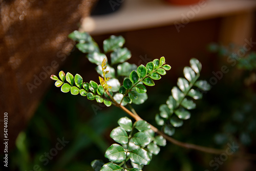 緑のシマトネリコの若芽