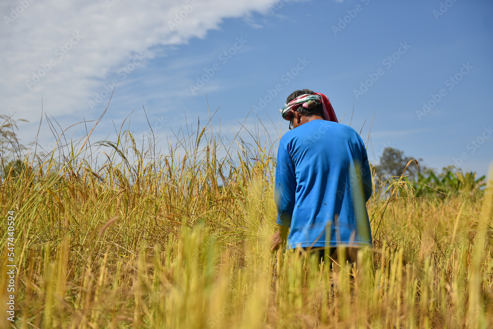 Thailand farmers harvesting rice in the fields Thailand farmers harvesting rice in the fields