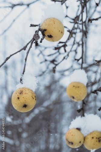 christmas apples in the snow