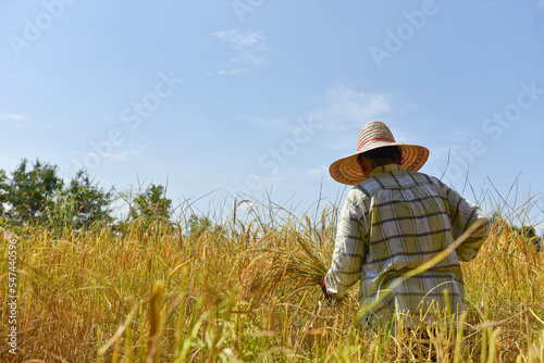 Thailand farmers harvesting rice in the fields © watchara